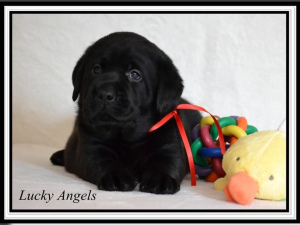 Photo №4. I will sell labrador retriever in the city of Gardelegen. private announcement, from nursery, breeder - price - 940$