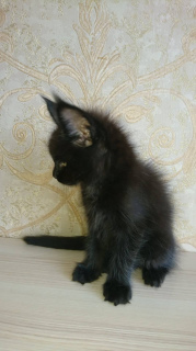 Photo №2 to announcement № 3655 for the sale of maine coon - buy in Russian Federation from nursery, breeder