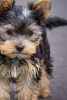 Photo №3. Magnificent miniature Yorkshire terrier puppies. United States