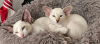 Photo №1. siamese cat - for sale in the city of Брисбен | 950$ | Announcement № 90161