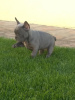 Photo №2 to announcement № 125711 for the sale of french bulldog - buy in Serbia breeder