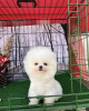 Photo №4. I will sell pomeranian in the city of Калифорния Сити.  - price - 400$