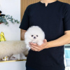 Photo №1. pomeranian - for sale in the city of Ljubljana | negotiated | Announcement № 102238