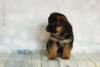Photo №2 to announcement № 7902 for the sale of german shepherd - buy in Russian Federation from nursery
