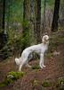 Additional photos: Saluki puppies, females and males