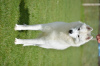 Additional photos: Siberian husky for sale male