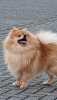 Photo №1. pomeranian - for sale in the city of Grevenmacher | 951$ | Announcement № 95472