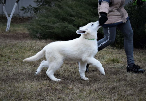 Additional photos: BSO Puppy Swiss White Shepherd Dog