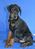 Additional photos: Doberman puppies