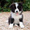 Photo №1. border collie - for sale in the city of Paris | negotiated | Announcement № 71031