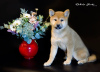 Photo №2 to announcement № 25636 for the sale of shiba inu - buy in Russian Federation from nursery, breeder