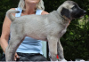 Additional photos: Kangal puppies