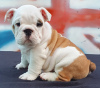 Photo №4. I will sell english bulldog in the city of Odessa. from nursery - price - 700$