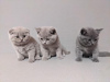 Photo №1. british shorthair - for sale in the city of Торонто | 317$ | Announcement № 88613