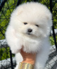 Additional photos: Pomeranian puppies