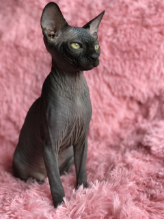 Photo №4. I will sell sphynx-katze in the city of Chernivtsi. from nursery - price - 900$
