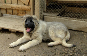 Photo №3. I sell the Caucasian Shepherd girl from titled parents, age 4 months.. Russian Federation