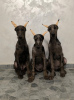 Photo №1. dobermann - for sale in the city of Belgrade | negotiated | Announcement № 120007