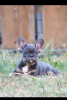 Photo №2 to announcement № 114982 for the sale of french bulldog - buy in Serbia breeder