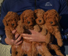 Additional photos: Mini Poodle, red and apricot colors