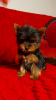 Additional photos: Yorkshire terrier puppies for sale