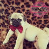 Photo №4. I will sell pug in the city of Odessa. from nursery - price - 257$