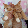 Photo №3. Kittens (3.5 months) Lyonka and Tigrik are in good hands.. Russian Federation