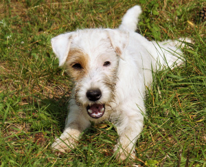 Photo №3. Parson Russell Terrier puppies. Belarus