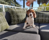 Photo №4. I will sell beagle in the city of Atlanta. private announcement - price - Is free