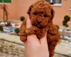 Additional photos: Toy and mini poodles, babies