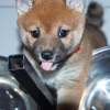 Photo №2 to announcement № 83110 for the sale of shiba inu - buy in Germany breeder