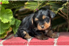 Photo №1. yorkshire terrier - for sale in the city of Newtown | negotiated | Announcement № 104856