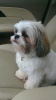 Photo №1. shih tzu - for sale in the city of Carouge | 1$ | Announcement № 11021