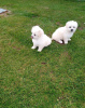 Photo №2 to announcement № 51110 for the sale of maltese dog - buy in United States private announcement