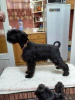 Additional photos: Miniature Schnauzer puppies