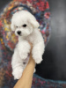 Photo №1. bichon frise - for sale in the city of Belgrade | negotiated | Announcement № 76769