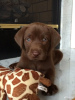 Additional photos: For sale pedigree puppies Labrador Retriever