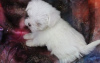 Photo №2 to announcement № 107551 for the sale of maltese dog - buy in Austria private announcement