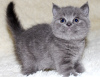 Photo №2 to announcement № 118713 for the sale of scottish fold - buy in Finland 