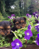Photo №3. Miniature Yorkshire Terriers. United States