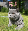 Photo №2 to announcement № 102257 for the sale of british shorthair - buy in United States private announcement, breeder