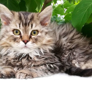 Photo №1. selkirk rex longhair - for sale in the city of Grodno | 400$ | Announcement № 2394