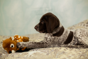 Additional photos: German Kurzhaar puppies