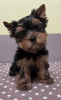 Photo №2 to announcement № 89560 for the sale of yorkshire terrier - buy in Sweden private announcement