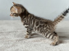 Additional photos: Bengal kittens from titled parents