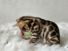 Additional photos: Gorgeous Bengal boy for breeding