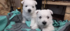 Additional photos: Best West Highland White Terrier puppies for sale