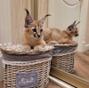 Photo №1. caracal - for sale in the city of Helsinki | negotiated | Announcement № 89057