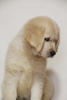 Photo №4. I will sell golden retriever in the city of Khmelnitsky. from nursery, breeder - price - negotiated