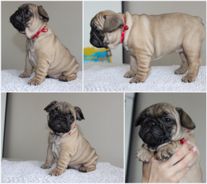 Photo №2 to announcement № 2011 for the sale of french bulldog - buy in Belarus breeder